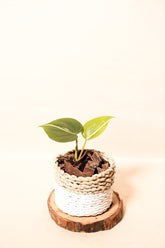 Philodendron hederaceum var. oxycardium "Silver Stripe"